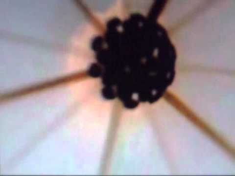 Dani Sbert & Ivan Deyanov - I Will Ruse The Universe