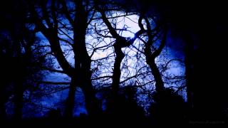 Forest at Night Sounds | Owls & Crickets | Rustling leaves and wind