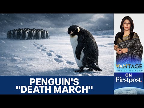 Why is the Internet Obsessed with the "Nihilist Penguin" | Vantage with Palki Sharma | N18G