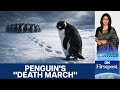 Why Is The Internet Obsessed With The Nihilist Penguin Vantage With Palki Sharma N18G