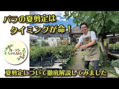 秋のバラの剪定:役立つかどうか? 植物