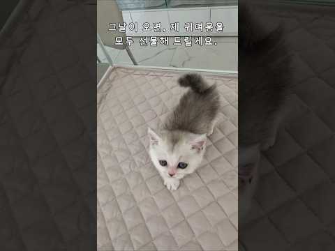 이 얼굴 보고 그냥 지나갈 수 있음? 2개월 먼치킨 아가
