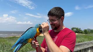 Macaw Parrot Walk by the Ocean