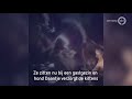 Herdershond Daantje verzorgt vijf gedumpte kittens
