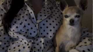 Spooky Couch- Albert Hammond Jr.