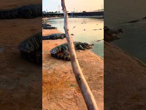 🐊😱 يا إلهي! هروب التماسيح من البركة
