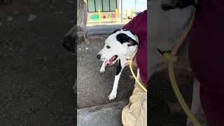 Video preview image #1 American Pit Bull Terrier Puppy For Sale in Pasadena, CA, USA