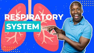 A Respiratory System Overview - How We Breathe