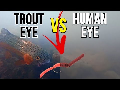How Trout See Color - A Research Based Explanation