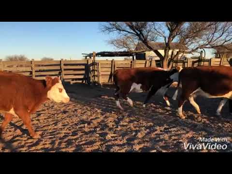 VACAS CUT VACÍAS UNION