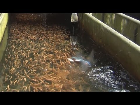 Isfugl stjæler guldørreder / Eisvogel klaut Goldforellen