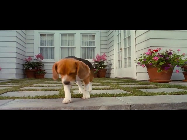 Cats and Dogs Lou Meets His Team