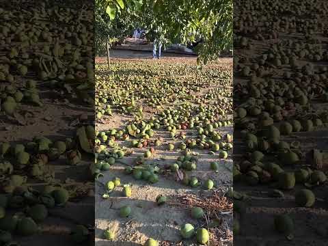 Zeytin ve Ceviz Hasatında SPEDO Performansı