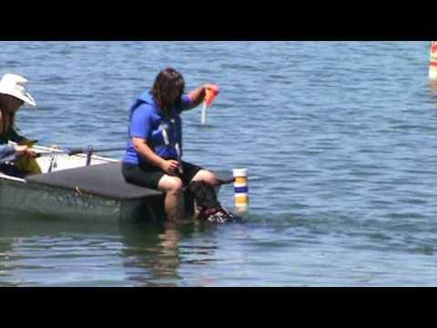 Barley the PWD at the Water Trial ~ Working Water Dog Level
