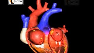 Human circulatory system | Heart working | Human Anatomy and Physiology video 3D | elearnin