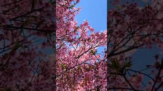 今日は暖かい日でした。