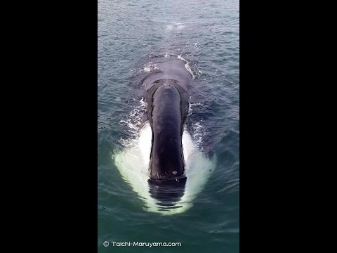 クジラ範囲マップ ミナミセミクジラ.png