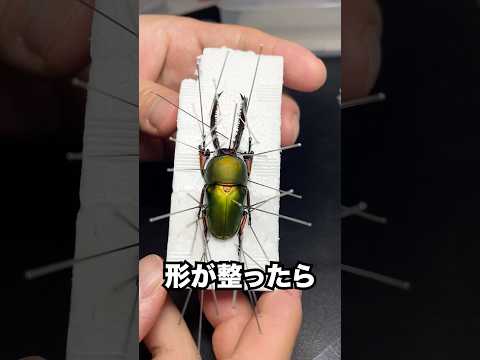 ボンバルディア・ビートルの武器の秘密が明らかに