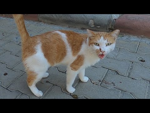 Talkative cat talking to me is unbelievable cute