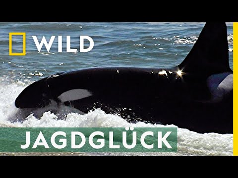 Diese Orcas jagen am Strand | Mai mit Biss