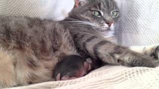 Baby rabbit snuggling with cat