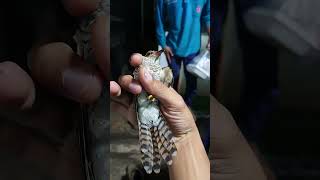 Download lagu Ternyata inilah sosok BURUNG CUIT CUIT SAAT MALAM HARI mp3