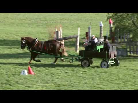 Formanská jízda - jednospřeží - Video záznamy z MČR chladnokrevných koní 2017