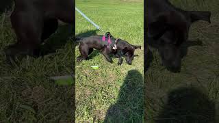 Video preview image #1 Mutt Puppy For Sale in Rootstown, OH, USA
