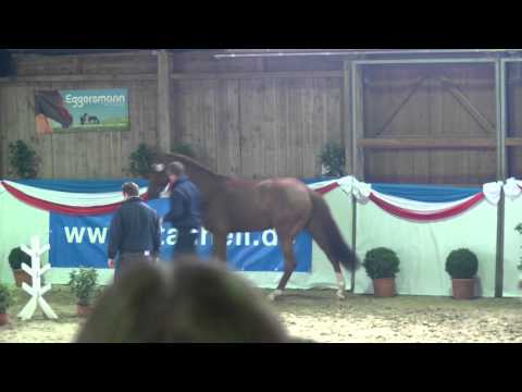 Hengstpräsentation 2016 Hengststation Maas J. Hell - Conditus