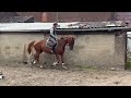 Jolie jument 4 ans, +-1m67, Origine Conthargos