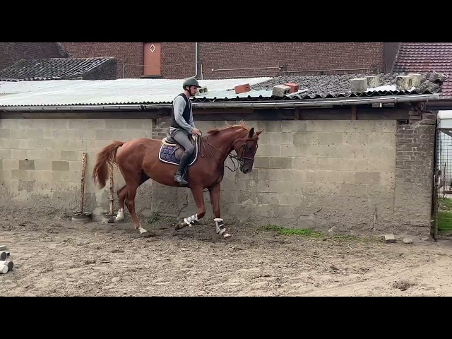 Jolie jument 4 ans, +-1m67, Origine Conthargos
