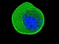 SENSOCELL / Cell Nucleus indentation
