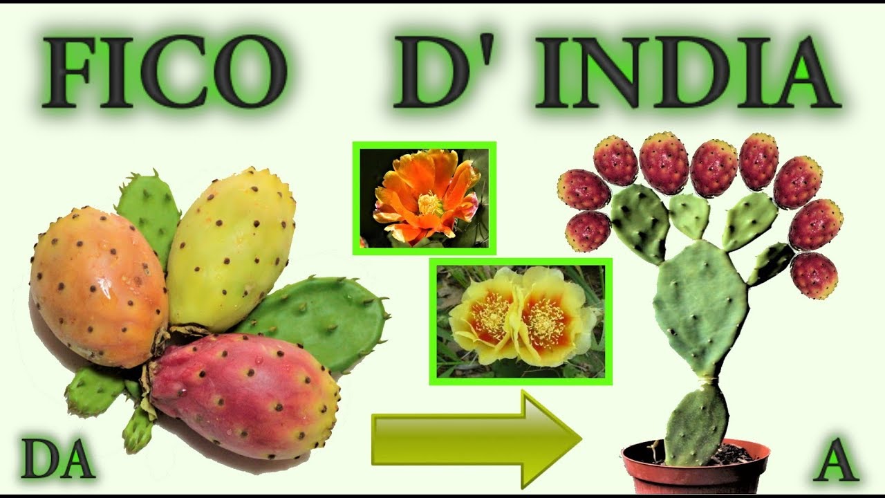 fai nascere una piantina di fico d india a costo zero,, fig of india, figue, higo de la india, tunas