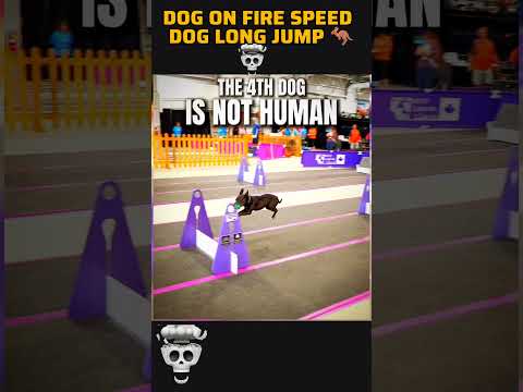 dog running speed video #dog #doglove #dogshorts #dogs #doglife #dogvideos #dogsworld #dogslife #dog