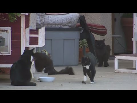Cat Colony Out Of Control