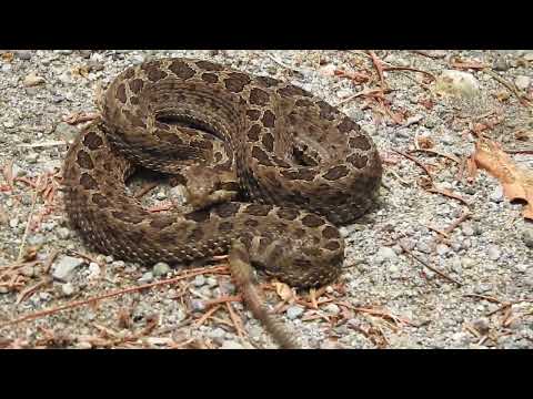 cascabel 6 de julio de 2022