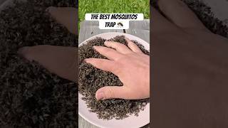 Download lagu The Best Mosquito Trap Ever! mp3 Download lagu The Best Mosquito Trap Ever! mp3