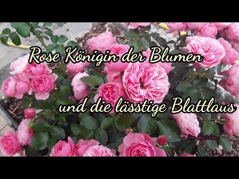 Rose Königin der Blumen und die lästige Blattlaus. Ein einfaches Hausmittel. Im Garten