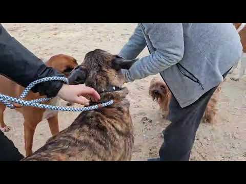 Vídeo de ARA