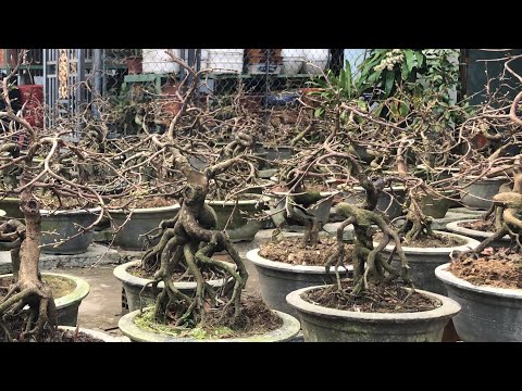 Mai mini bonsaiđể bàn.Bông cúc 4 tần. Giá lẻ 1,450k/1 cây.Giá buôntừ 16cây giá1,250k/1 cây0904338219