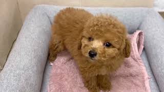 トイプードルの動画01