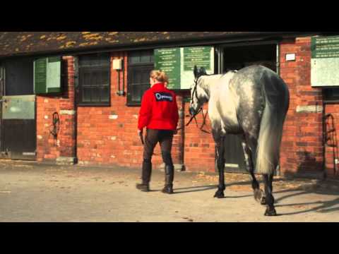 Cheltenham Festival - Paul Nicholls on Vibrato Valtat | Betfred TV