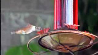 Little Bit of You - Laura Cantrell