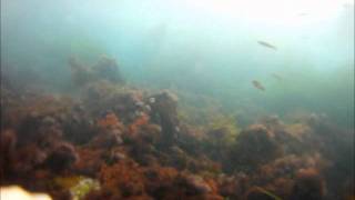 preview picture of video 'Dolphins-Rays-Seals La jolla Cove -CA Go Pro'
