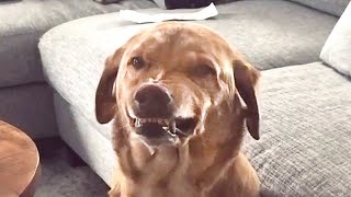 Guilty Dog is SO FUNNY 🤣 | Try Not to Laugh