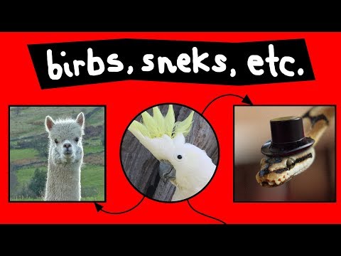 Birbs, Sneks, & Other Aninmals