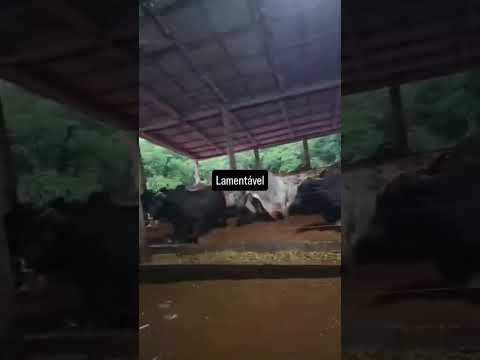 🌧️ Água invade confinamento e deixa gado em meio à enchente no Paraná
