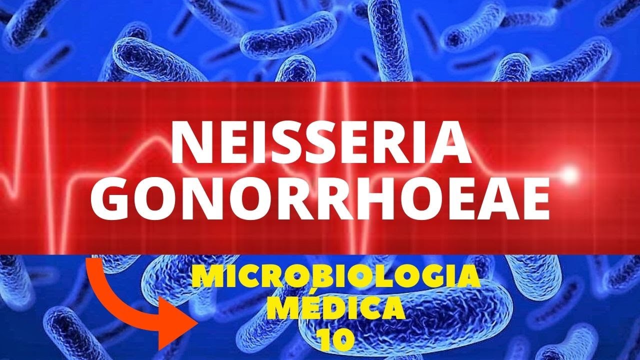 NEISSERIA GONORRHOEAE - MICROBIOLOGIA MÉDICA - AULA 10