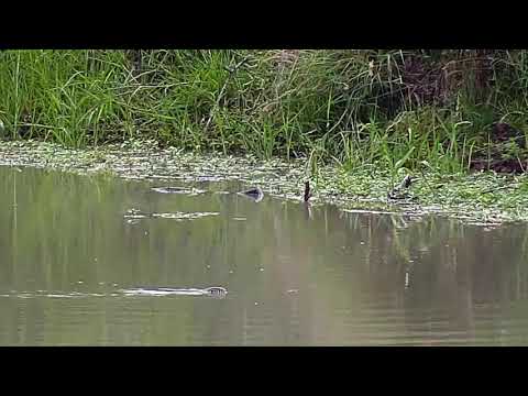 Djuma: Water Monitor Lizard swimming - 07:42 - 01/09/21
