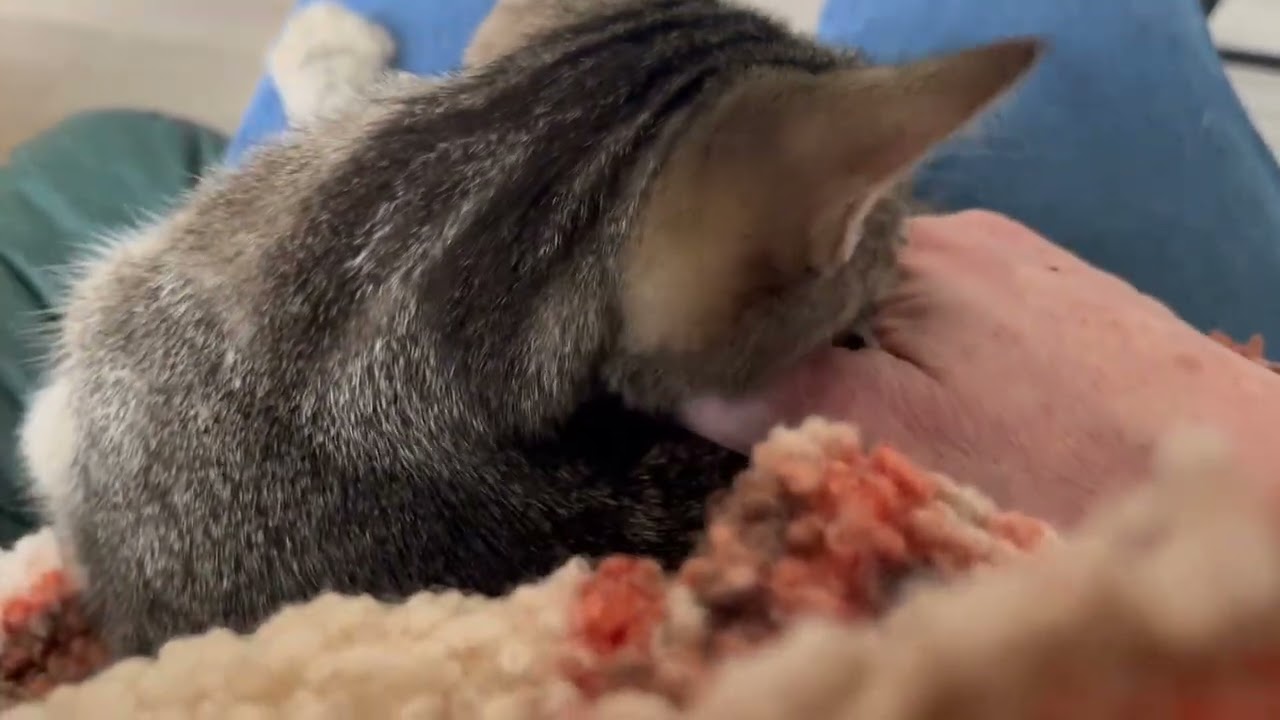 My little kitten Ingrid a soft one!, a ADOPTABLE Tabby in Eagle Point, OR video 2/4